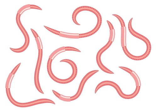 Earthworm Vector