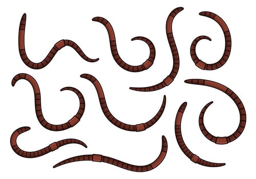 Earthworm Vector 3
