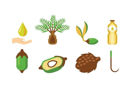 Palm Oil Vectors
