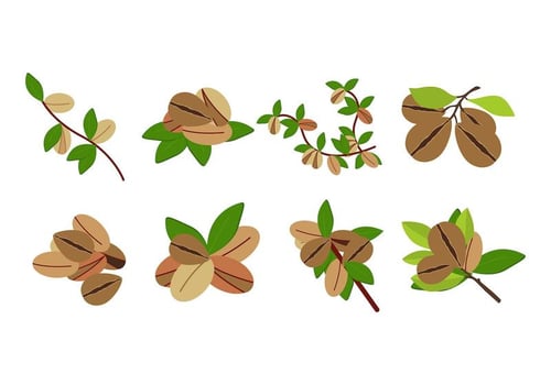 Free Argan Fruit Vector