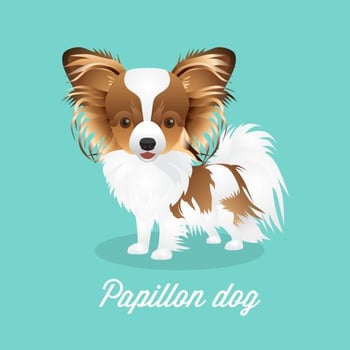 Vector Papillon Dog