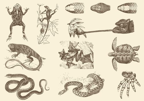 Sepia Reptile Illustrations vector