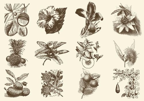 Sepia Fruit And Flower Illustration vector