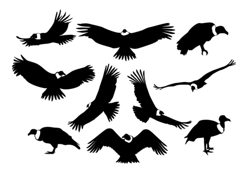 Condor Silhouettes Vector