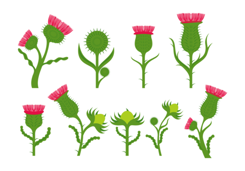 Thistle Flower Vectors