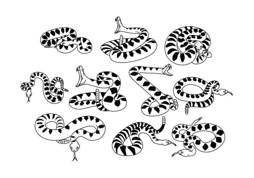 Free Rattlesnake Vector