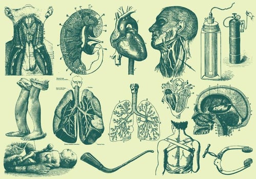 Green Anatomy And Health Care Illustrations vector