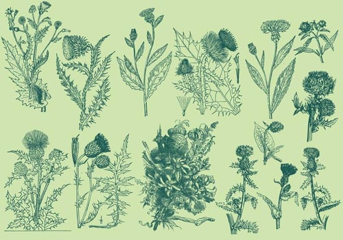 Vintage Thistle Illustrations vector
