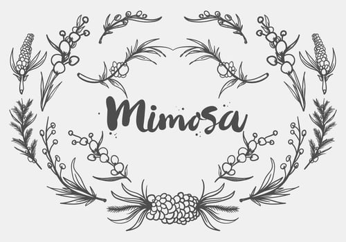 Free Hand Drawn Mimosa Plant Vector