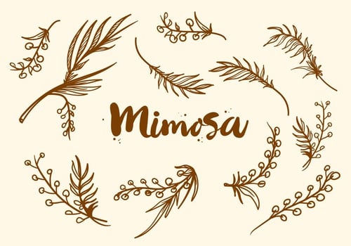 Free Hand Drawn Mimosa Plant Vector