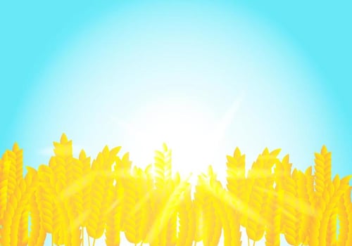 Background On Rice Crop Flowers In The Sunshine vector