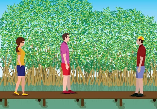Free Mangrove Illustration vector
