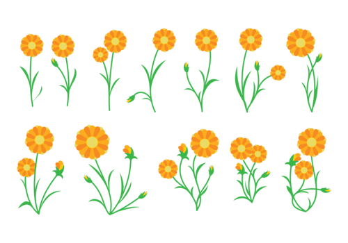 Calendula Plant Vector