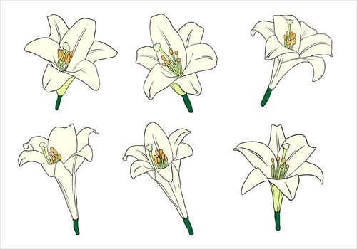 Easter Lily Free Vector