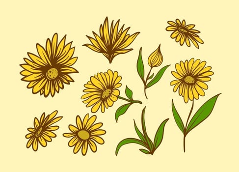 Free Calendula Flower vector