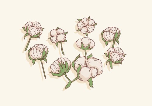 Cotton Flowers Vector