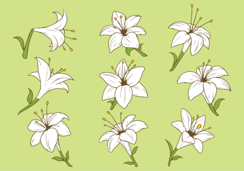 Easter Lily Plant Vector