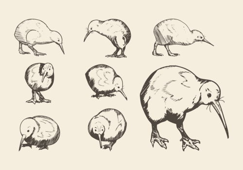 Hand Drawn Kiwi Bird vector