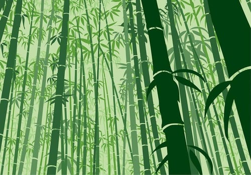 Bamboo Background Frog Angle Free Vector