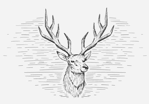 Vector Deer Illustration