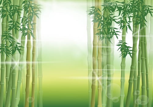 Bamboo Scene In The Morning vector