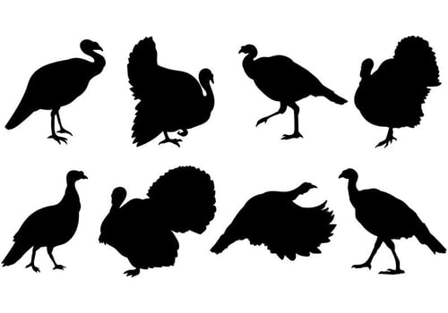 Wild Turkey Icons Vector