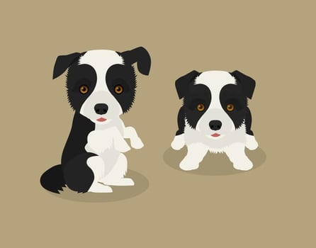 Vector Border Collie Puppies