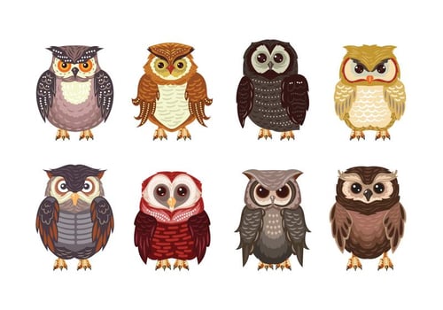 Owl or Buho Theme Collection vector