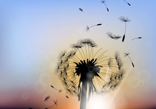 Beautiful Dandelion With Sunset Background vector