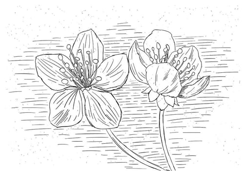 Free Flower Vector Illustration
