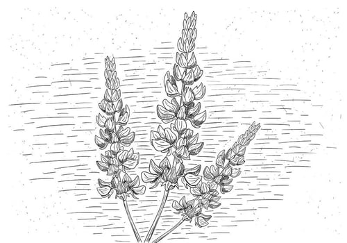 Free Vector Flower