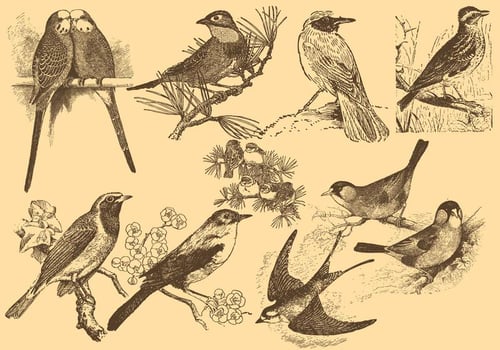 Pose NightingaleLittle Bird Drawings vector
