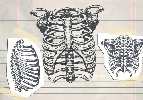 Hand Drawn Ribcage vector