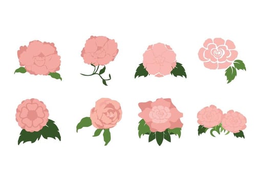 Romantic Camellia Flower Vector