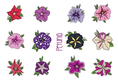 Various Petunia Flower Vectors