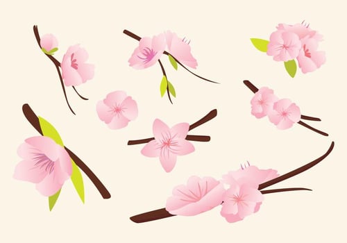 Peach Blossom Vector