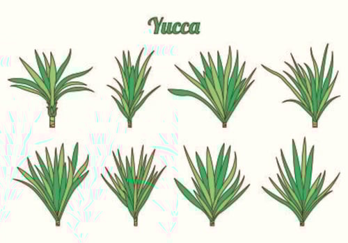 Set Of Yucca Vectors