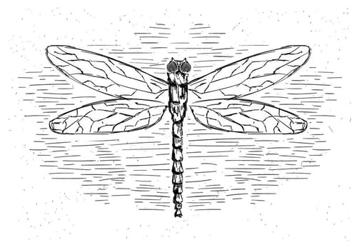 Free Vector Dragonfly Illustration