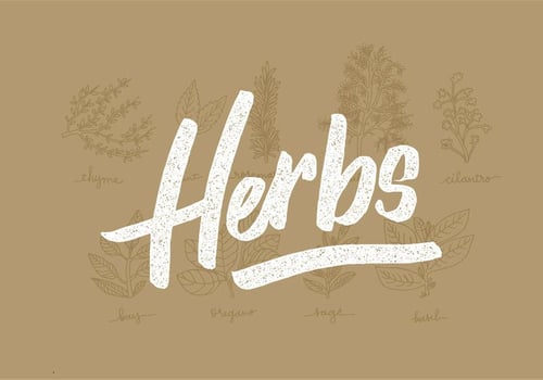 Fresh Herbs Line Drawings vector