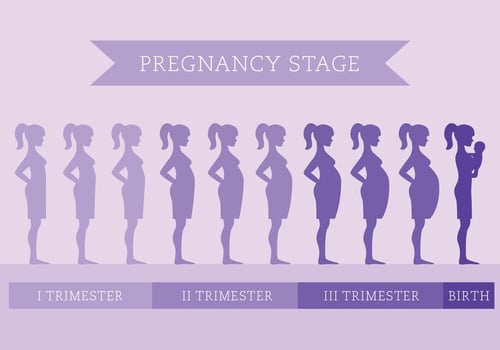 Pregnancy Stage vector