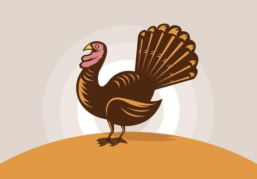 Wild turkey illustrations vector