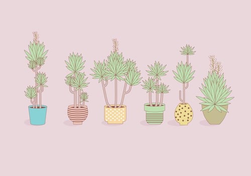 Yucca Plants In Pot Vectors