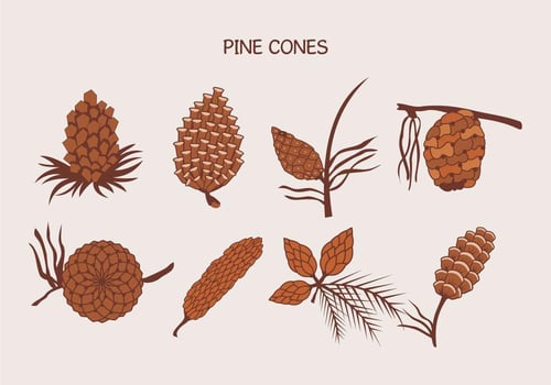 Brown Pine Cones Vector Illustration