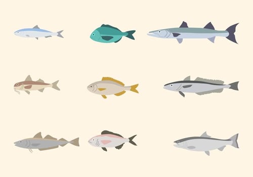 Flat Fish Vectors