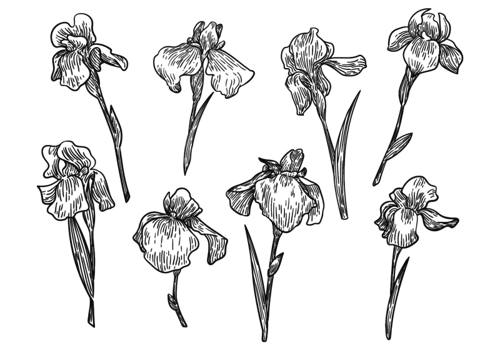 Free Hand Drawn Iris Flower Vectors