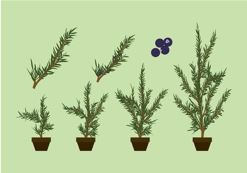 Juniper Plant Free Vector
