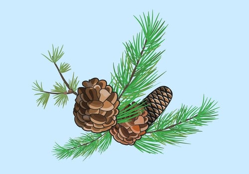 Vector Pine Cones Illustration
