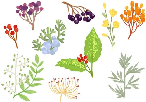 Free Decorative Herbs Vectors