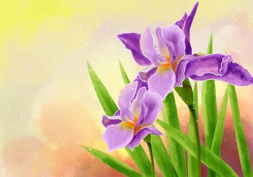 Hand Draw Iris Flower Illustration vector