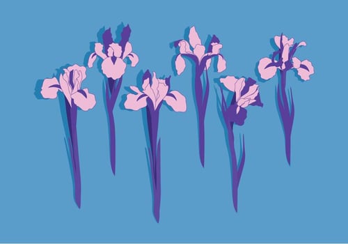 Iris Flowers Vector